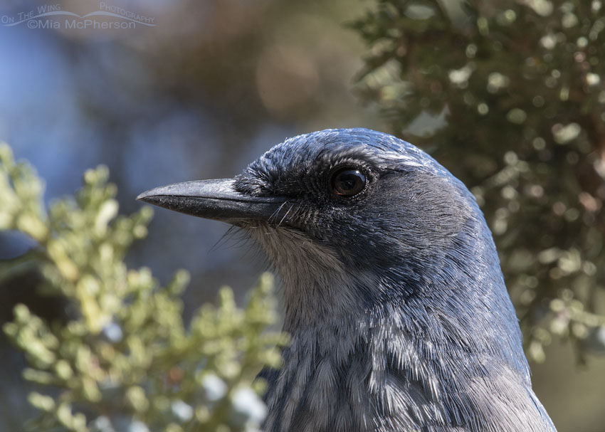 Woodhouse's Scrub-Jay portrait in junipers, Stansbury Mountains, West Desert, Tooele County, Utah