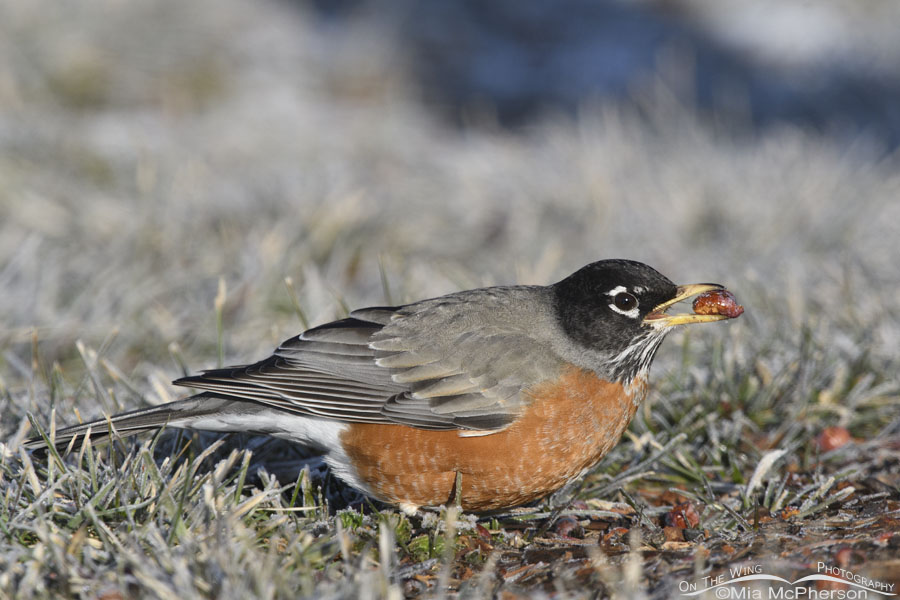 American Robin adult with a frozen crabapple in its bill, Salt Lake County, Utah