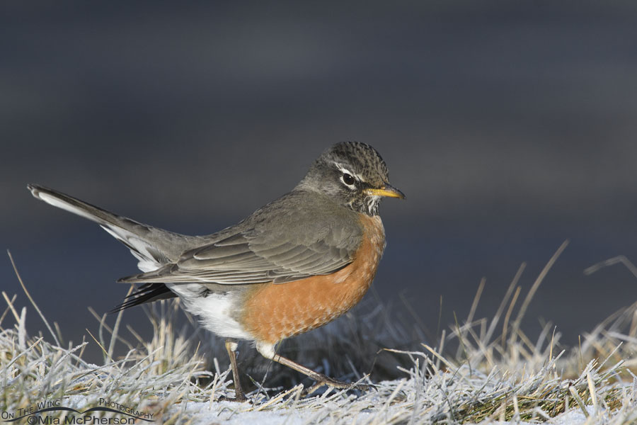 Saucy American Robin in winter, Salt Lake County, Utah