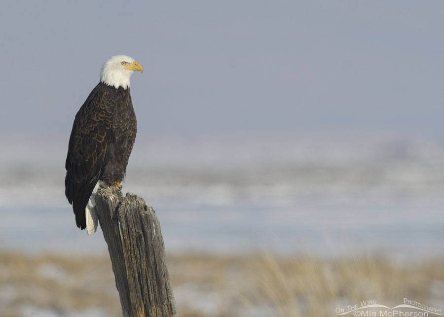 Winter Bald Eagle on a leaning post, Bear River Migratory Bird Refuge, Box Elder County, Utah