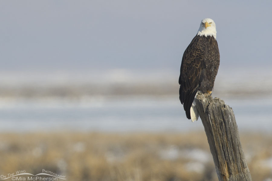 Stern looking Bald Eagle on a leaning post, Bear River Migratory Bird Refuge, Box Elder County, Utah