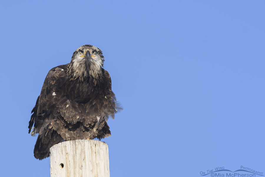 Young Bald Eagle looking fierce on a pole, Box Elder County, Utah