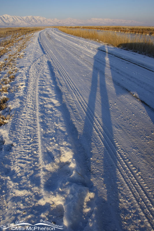 Me and my shadow on the marsh at Bear River MBR, Box Elder County, Utah