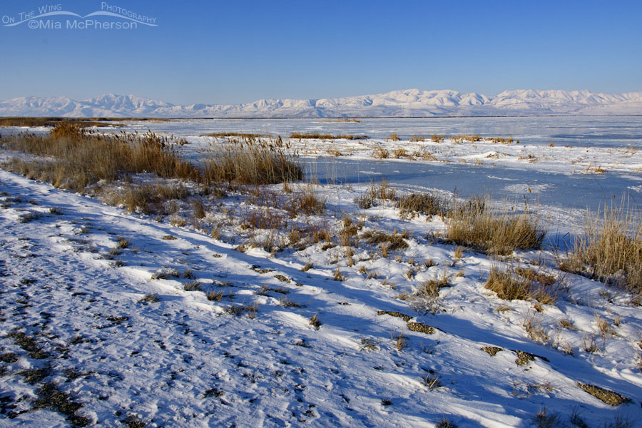 Frozen beauty at Bear River MBR, Box Elder County, Utah