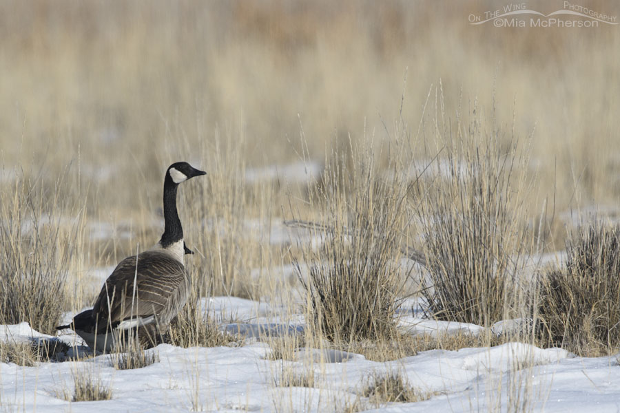 Pair of Canada Geese on the bank of the Bear River, Bear River Migratory Bird Refuge, Box Elder County, Utah