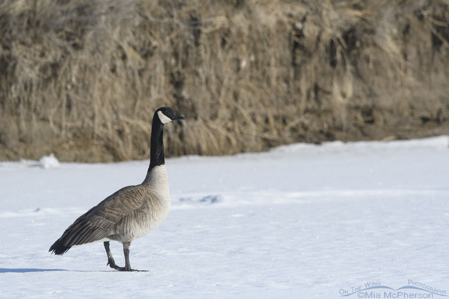 Canada Goose standing guard over his mate on the frozen Bear River, Bear River Migratory Bird Refuge, Box Elder County, Utah