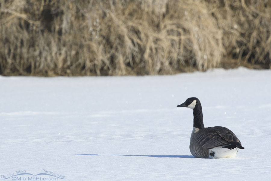 Canada Goose resting on the frozen Bear River, Bear River Migratory Bird Refuge, Box Elder County, Utah