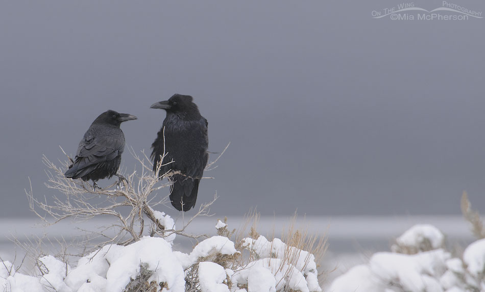 Pair of Common Ravens on the edge of a snow storm, Antelope Island State Park, Davis County, Utah