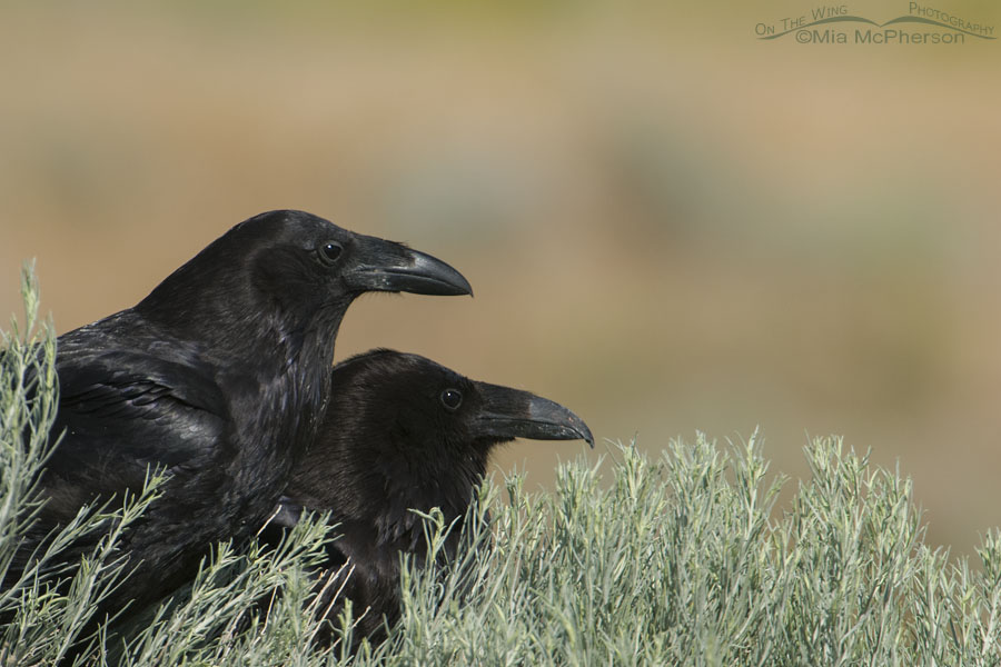 Pair of Common Ravens, Antelope Island State Park, Davis County, Utah