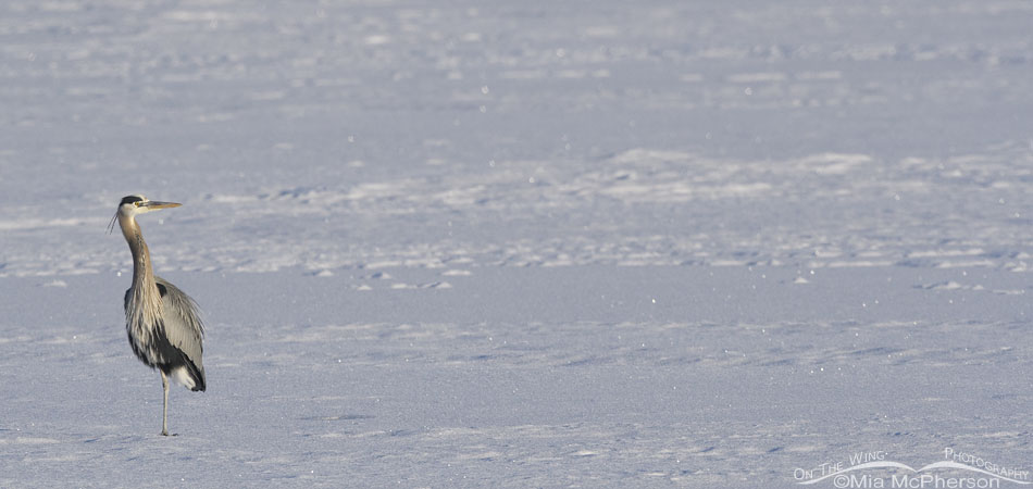 Great Blue Heron on snow covered ice - Small in frame, Bear River Migratory Bird Refuge, Box Elder County, Utah