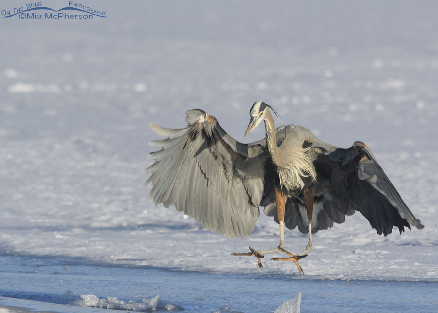 Great Blue Heron coming in for an icy landing, Bear River Migratory Bird Refuge, Box Elder County, Utah