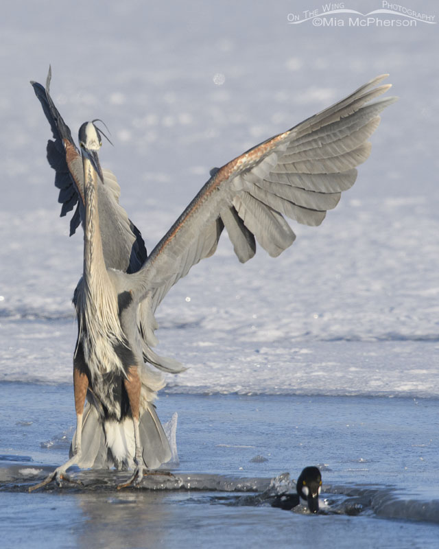Great Blue Heron landing on ice while sliding, Bear River Migratory Bird Refuge, Box Elder County, Utah