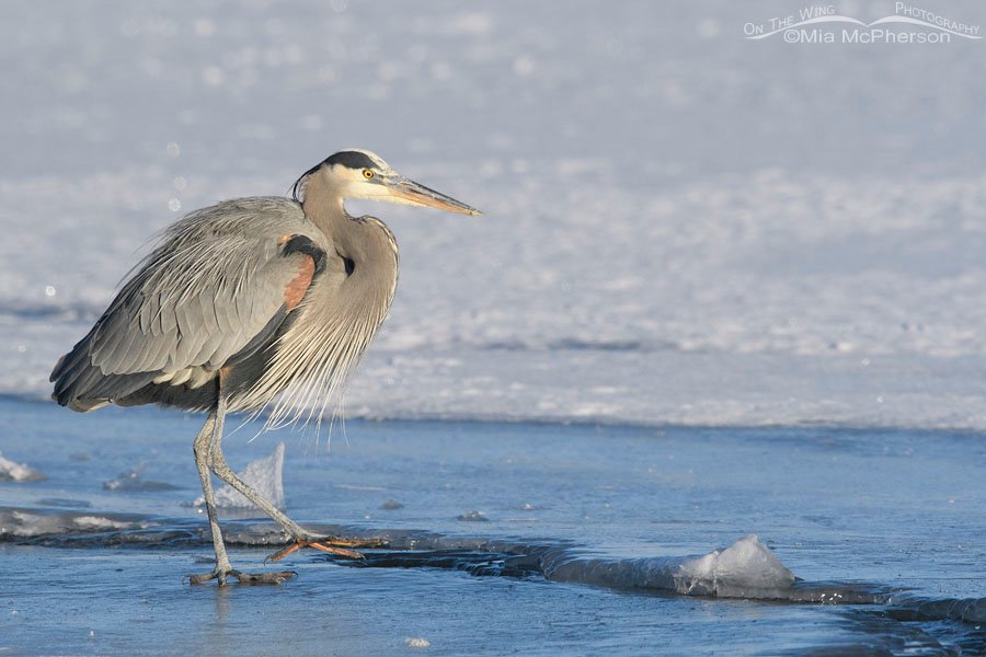 Great Blue Heron walking carefully on ice, Bear River Migratory Bird Refuge, Box Elder County, Utah