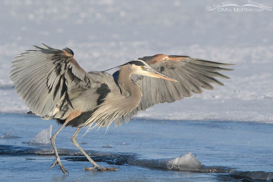 Adult Great Blue slipping on ice, Bear River Migratory Bird Refuge, Box Elder County, Utah