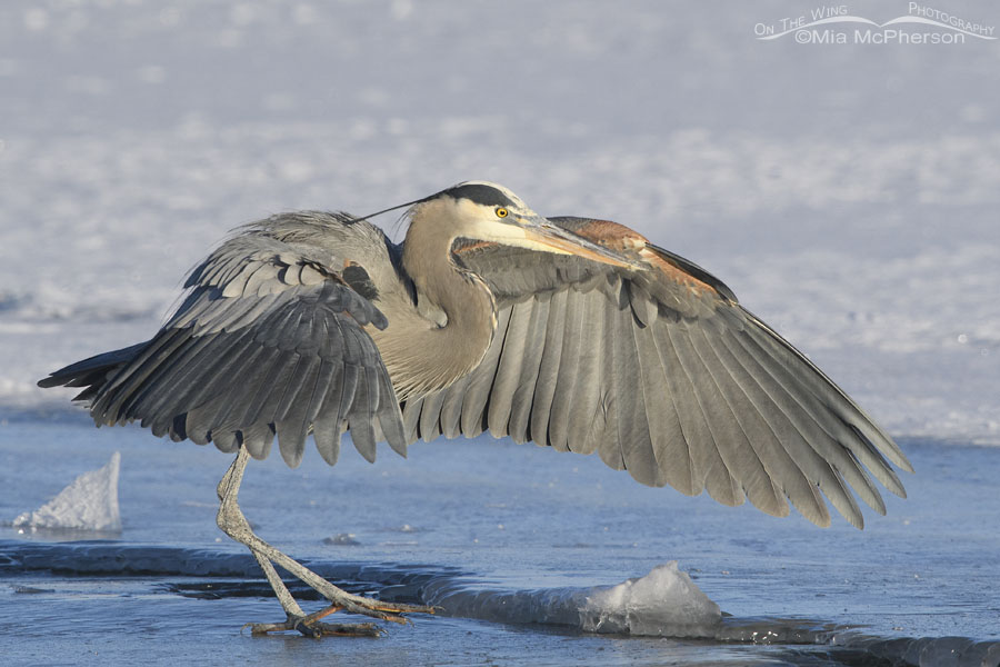 Great Blue Heron regaining its balance on ice, Bear River Migratory Bird Refuge, Box Elder County, Utah