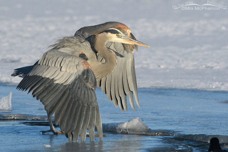 Adult Great Blue Heron sliding on ice, Bear River Migratory Bird Refuge, Box Elder County, Utah