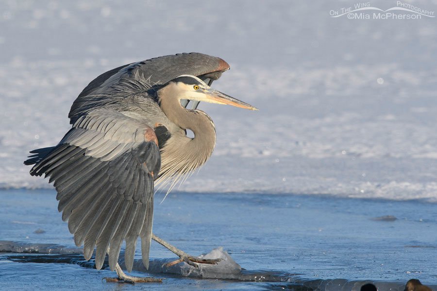 Great Blue Heron trying not to slip on ice, Bear River Migratory Bird Refuge, Box Elder County, Utah