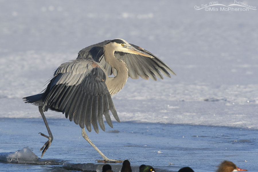 Great Blue Heron jumping across open water into ice, Bear River Migratory Bird Refuge, Box Elder County, Utah
