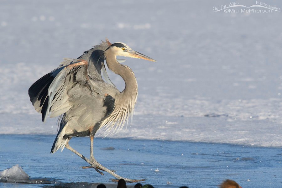 Great Blue Heron sliding on slippery ice, Bear River Migratory Bird Refuge, Box Elder County, Utah