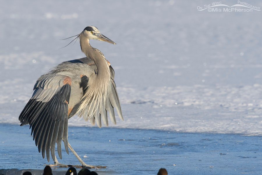 Great Blue Heron attempting to regain its balance again, Bear River Migratory Bird Refuge, Box Elder County, Utah