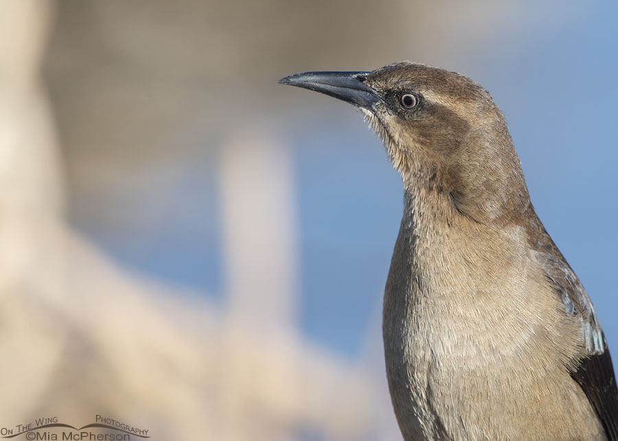 Female Great-tailed Grackle looking intensely at something, Salt Lake County, Utah