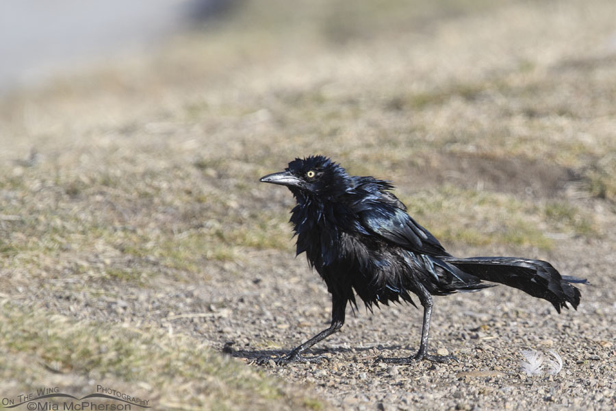 Male Great-tailed Grackle after a bath, Salt Lake County, Utah