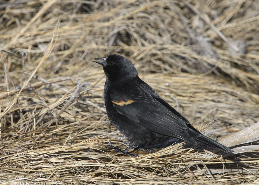 Red-winged Blackbird foraging in grasses on the ground, Farmington Bay WMA, Davis County, Utah