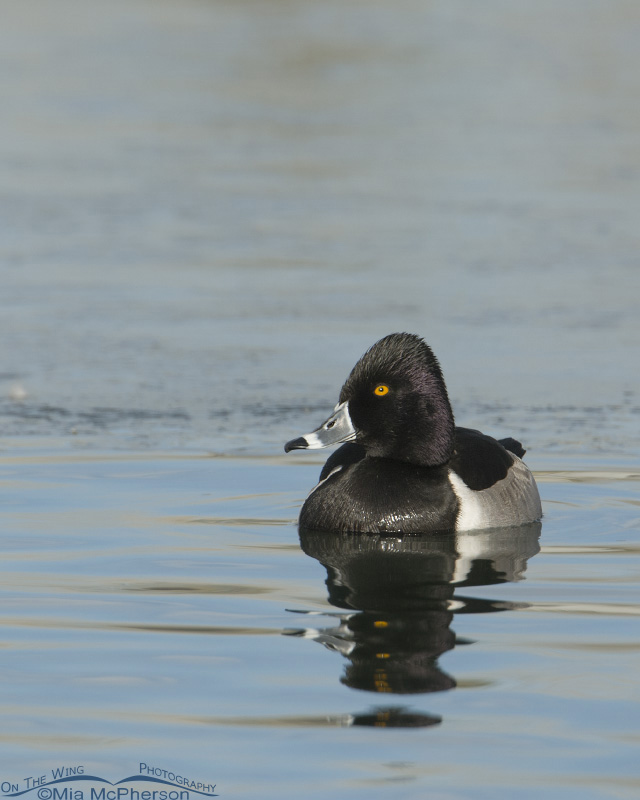 Vertical Ring-necked Duck close up, Salt Lake County, Utah