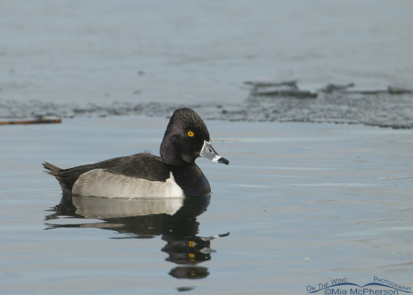 Ring-necked Duck images