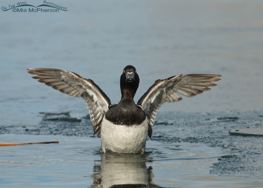 Ring-necked Duck drake flapping its wings, Salt Lake County, Utah