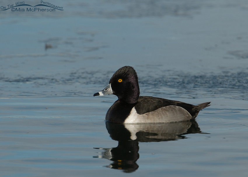 Ring-necked Duck on icy pond, Salt Lake County, Utah