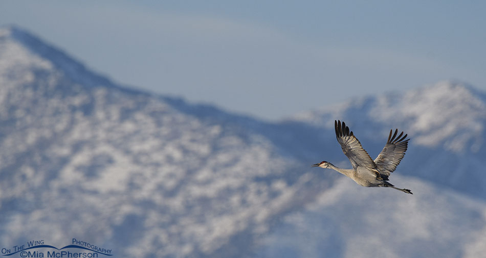 Sandhill Crane calling in flight with snowy mountains behind it, Bear River Migratory Bird Refuge, Box Elder County, Utah
