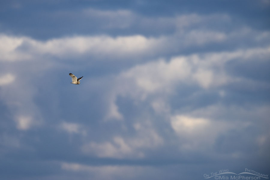 Male Short-eared Owl in flight with a stormy sky, Box Elder County, Utah