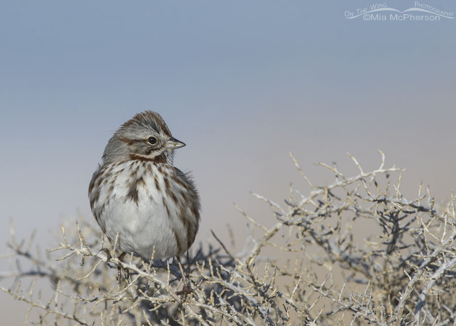 Adult Song Sparrow on a greasewood perch, Farmington Bay WMA, Davis County, Utah