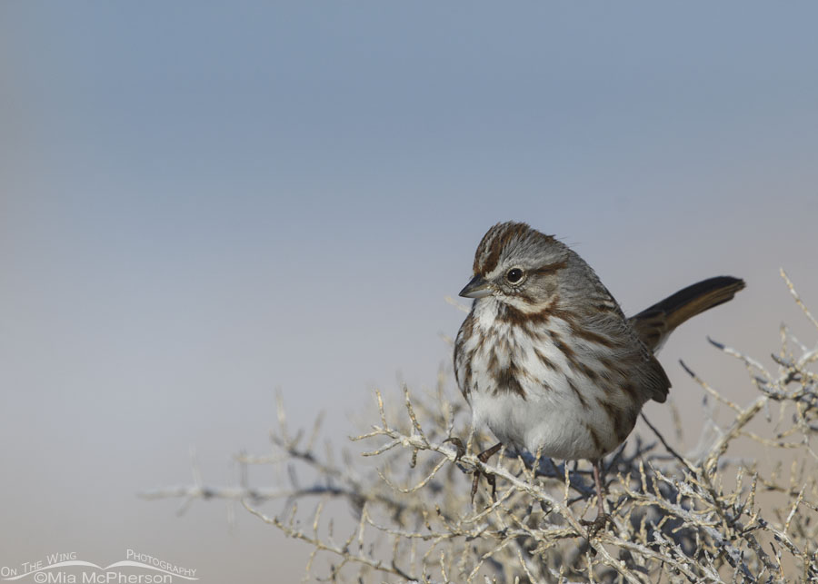 Perky Song Sparrow on a greasewood, Farmington Bay WMA, Davis County, Utah