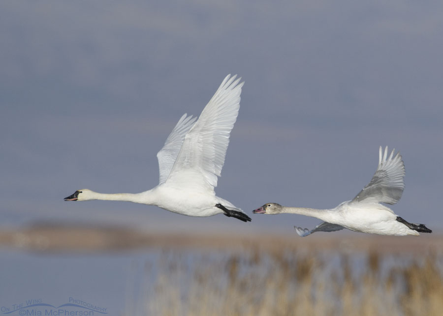 Adult and immature Tundra Swans in morning flight, Bear River Migratory Bird Refuge, Box Elder County, Utah