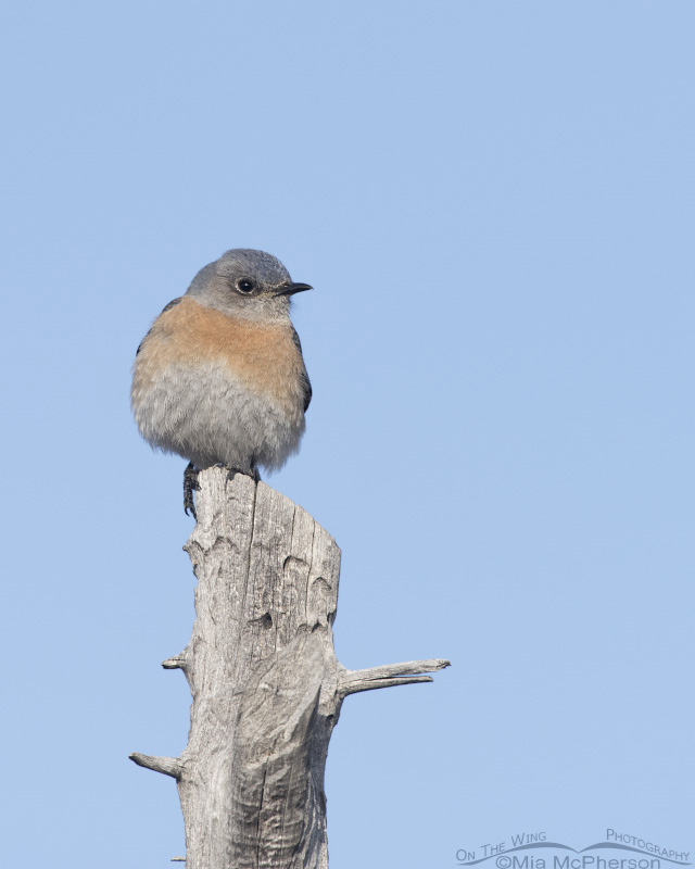 Front view of a Western Bluebird female, West Desert, Tooele County, Utah