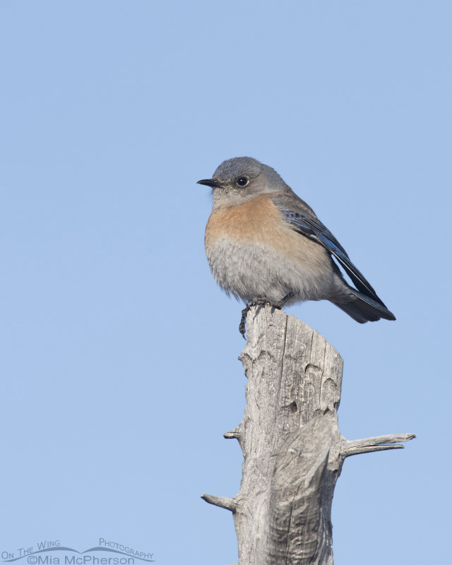 Female Western Bluebird in Tooele County, Utah