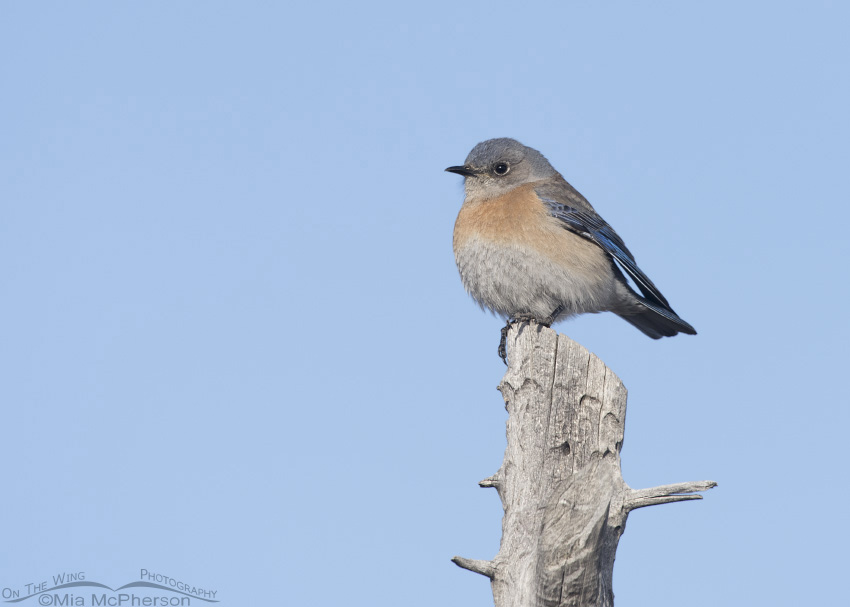 Perched Western Bluebird female, West Desert, Tooele County, Utah