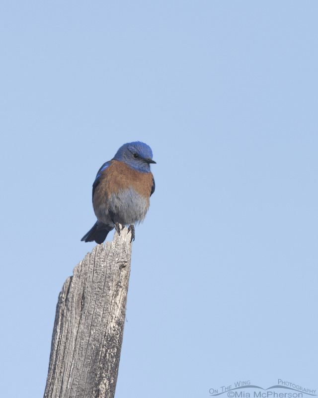 Western Bluebird male in Tooele County, Utah