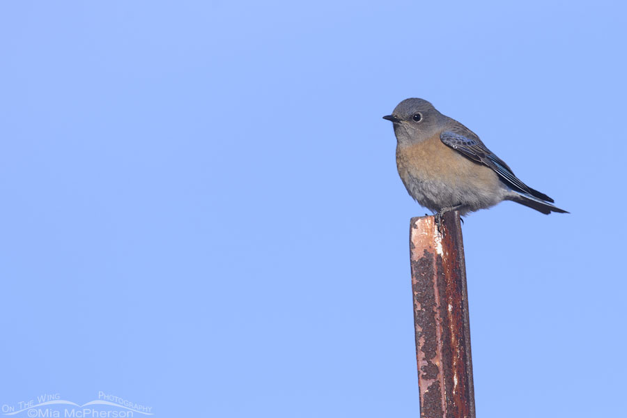 Female Western Bluebird on a rusty metal post, West Desert, Tooele County, Utah