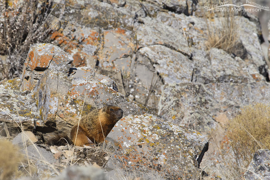Adult Yellow-bellied Marmot in February, Box Elder County, Utah