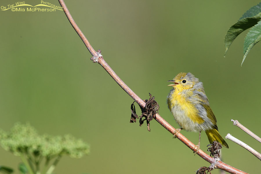 Yellow Warbler juvenile calling from a Blue Elderberry, Wasatch Mountains, Summit County, Utah