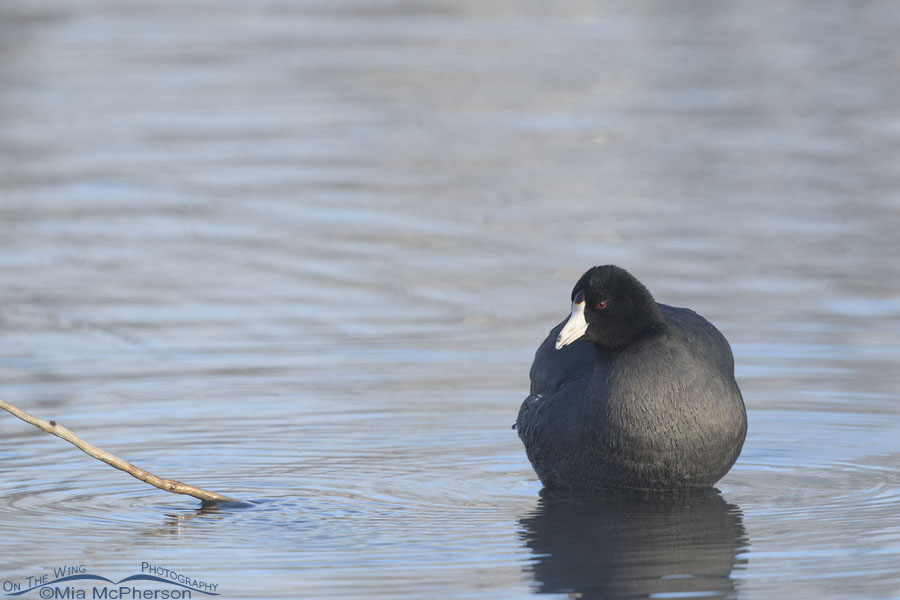 Tranquil American Coot on a March morning, Salt Lake County, Utah