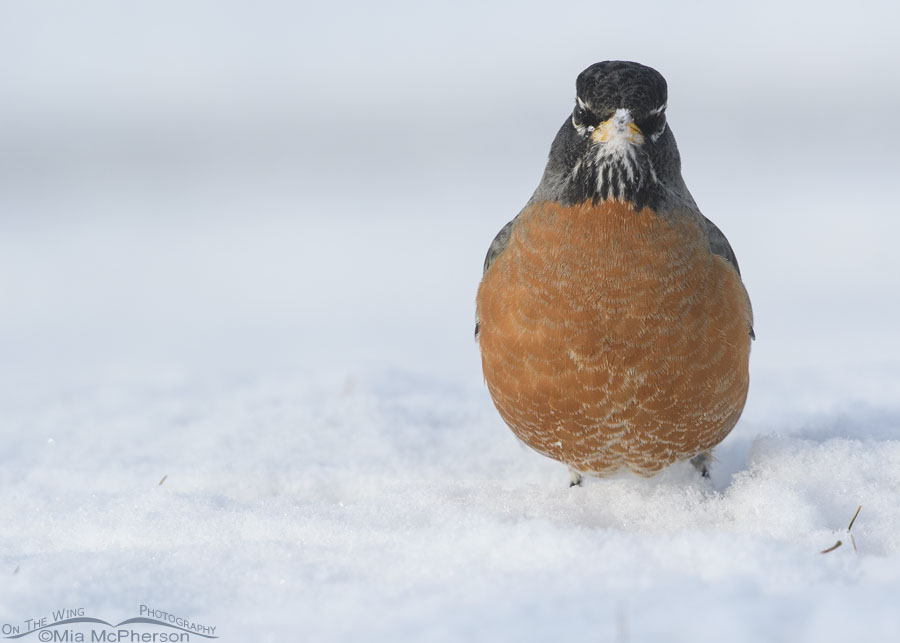Grumpy looking American Robin in leg deep snow, Salt Lake County, Utah