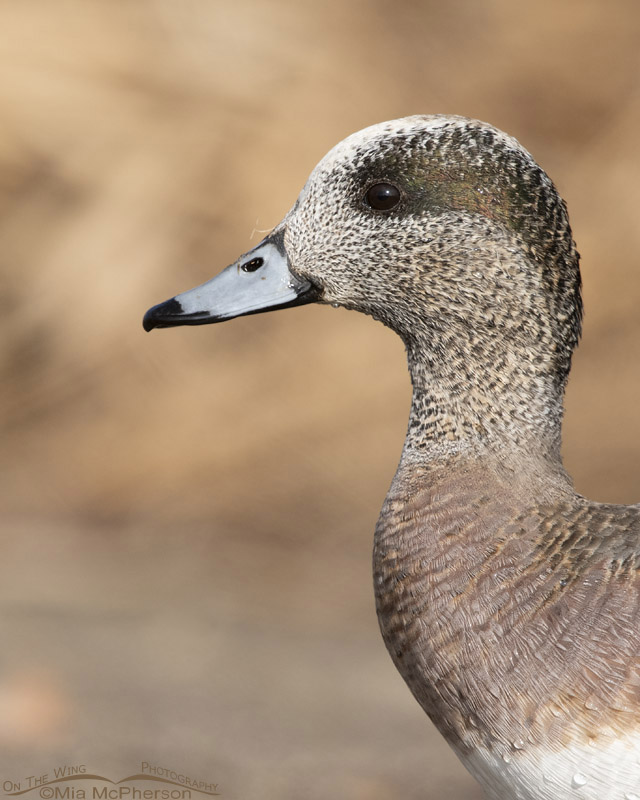 American Wigeon Images