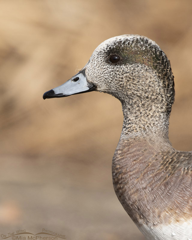 American Wigeon drake portrait in afternoon light, Salt Lake County, Utah