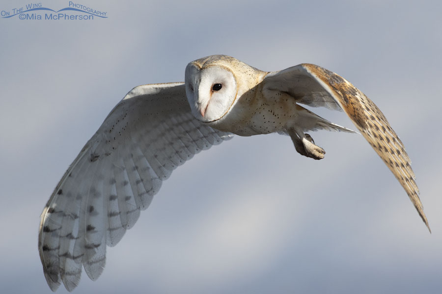 Close up of a Barn Owl in flight, Farmington Bay WMA, Davis County, Utah