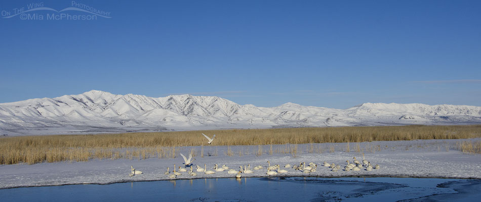Tundra Swans on the wetlands of Bear River MBR, Bear River Migratory Bird Refuge, Box Elder County, Utah