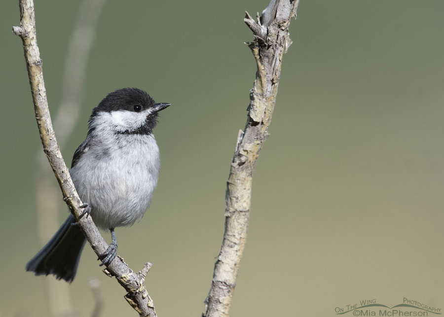 Calling adult Black-capped Chickadee, Wasatch Mountains, Morgan County, Utah